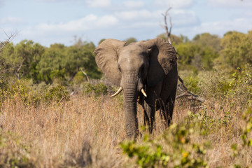 Obraz premium An African elephant walks through the bush in Kruger park, South Africa.
