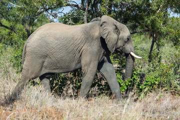 An African elephant walks through the bush in Kruger park, South Africa.