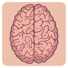 Cartoon style layered vector illustration - bright colored naturalistic human brain.