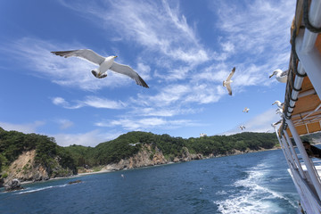 Fototapeta na wymiar 浄土ヶ浜の海岸とカモメ