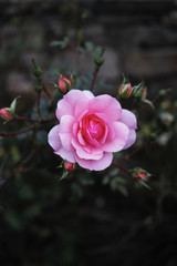 Bulgarian Rose