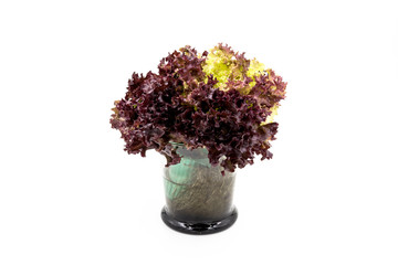 Salad leaves, Red Leaf Lettuce