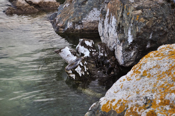 stone on lake