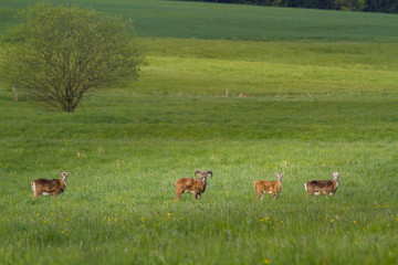Europäisches Mufflon auf einer Wiese im Harz