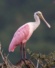 Roseate Spoonbill in Tree