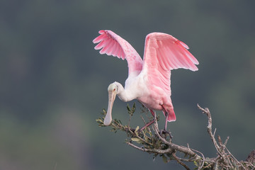 Roseate Spoonbill in Tree