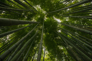 Bamboo forest, Japan