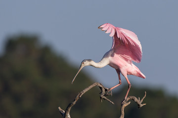 Roseate Spoonbill in Tree