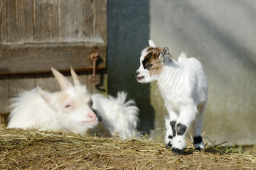 Naklejka na ściany i meble white goat kid standing on straw