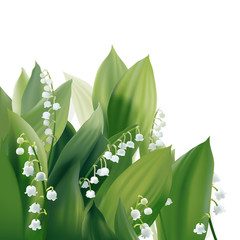 Convallaria majalis - Lilly of the valley.
Hand drawn vector illustration of white spring flowers and lush foliage on white background.
- 133904104