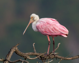 Roseate Spoonbill in Tree