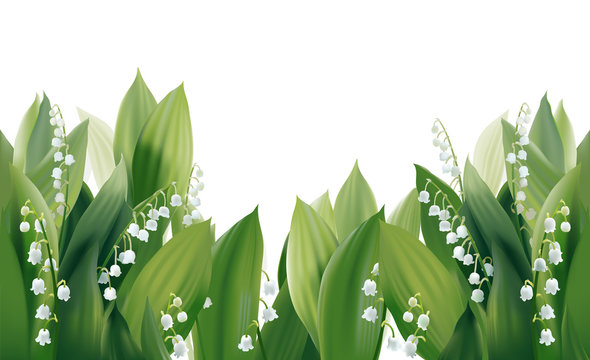 Convallaria majalis - Lilly of the valley.
Hand drawn vector illustration of white spring flowers and lush foliage on white background.
