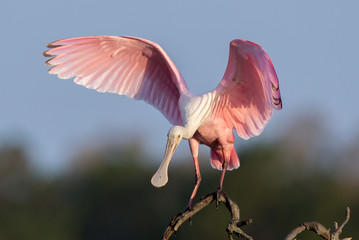 Roseate Spoonbill