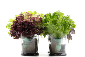 Salad leaves in glass on white background