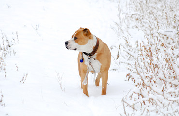 American Staffordshire Terrier in snow outdoor portrait