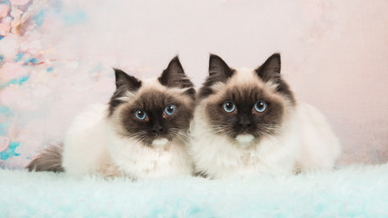 Two almost identical rag doll cats lying next to each other on a soft colored romantic background