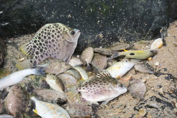 The local fishermen brought fish caught were locked together in a basin of water on the beach.
