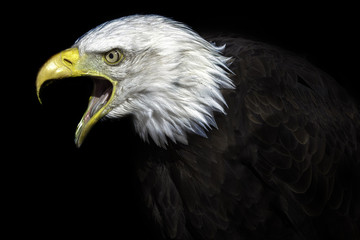 The Elder. A high contrast image of an old American bald eagle representing political power and national heritage.