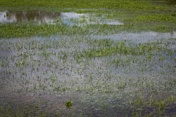Flooded grass