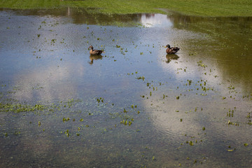 Ducks swim on flooded park