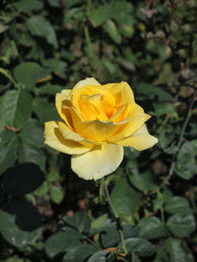 Yellow rose  / Tropical Rose Garden 