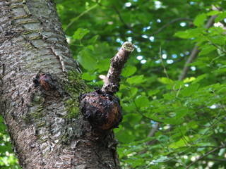 A tree with an unusual branch, similar to the male genitalia