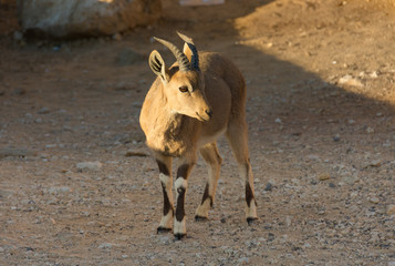 Nubian Ibex Goat Ramon Crater in Israel