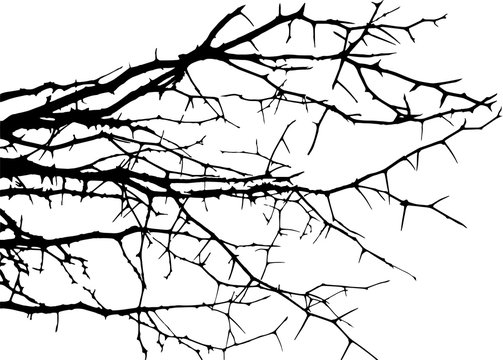 Dry tree, dead tree with beautiful branch silhouette, isolated on white background. Suitable as reference for art and design work. Close up details of twisted tree branches.