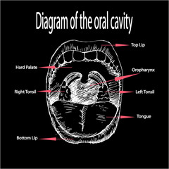 Diagram of the oral cavity