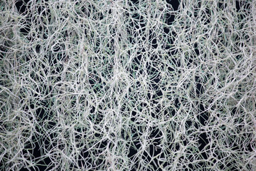 Natural 'curtain' formed by Spanish moss with black background