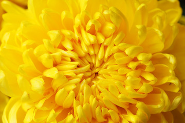 close up of yellow dahlia background.
