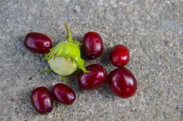 Red cranberry and green hazelnuts at asphalt