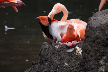Nesting Greater Flamingo Bird