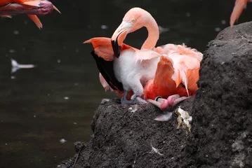 Papier Peint photo Lavable Flamant Nesting Greater Flamingo Bird
