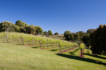 Fototapeta premium Grape Vines