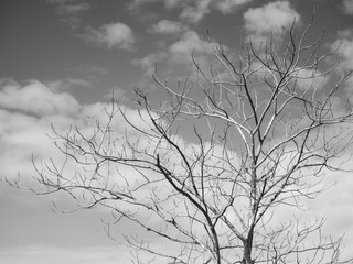 Dry tree on beautiful dramatic sky