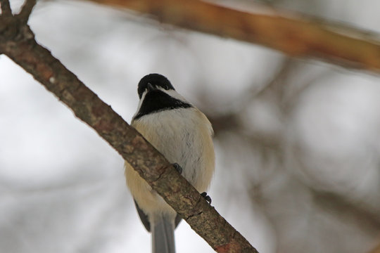 m&eacute;sange &agrave; t&ecirc;te noire