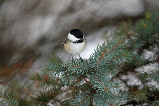 m&eacute;sange &agrave; t&ecirc;te noire