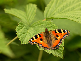 Fototapeta na wymiar colorful butterfly sitting on a raspberry