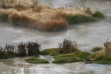 Hydrothermal Plants growing along a bubbling hot spring in Yellowstone National Park USA