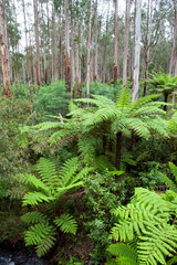 The Black Spur Foliage