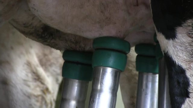 Cow Milking Machine On The Farm Factory