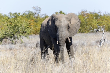Obraz na płótnie Canvas Elephant in Kruger NP