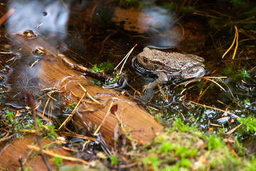 Brown frog sitting in water
