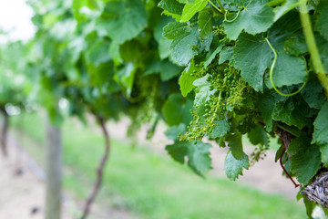 Young Grapes On a Vine