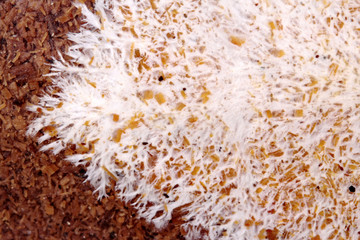 Art of Infected mushroom on bag of bamboo mushroom,texture