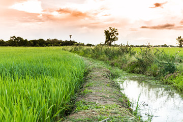 the rice field