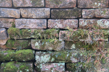 Old weathered brick wall background texture with herb.