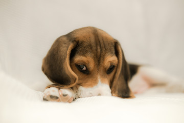 Precioso cachorro Beagle