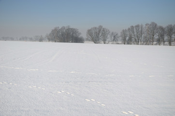 Winter landscape